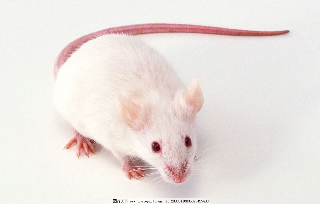 小白鼠图片