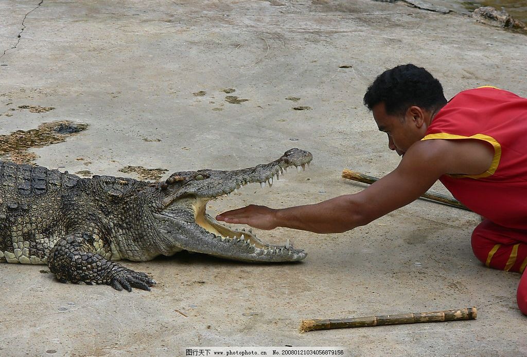 鳄鱼表演图片
