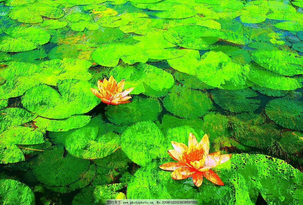 苹果墙纸图片_壁纸墙画_装饰素材_图行天下图库