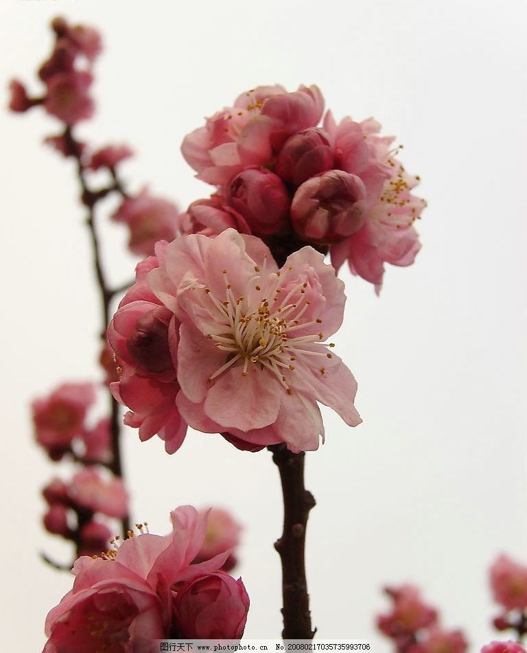 梅花 生物世界 花草 花卉自拍 摄影图库