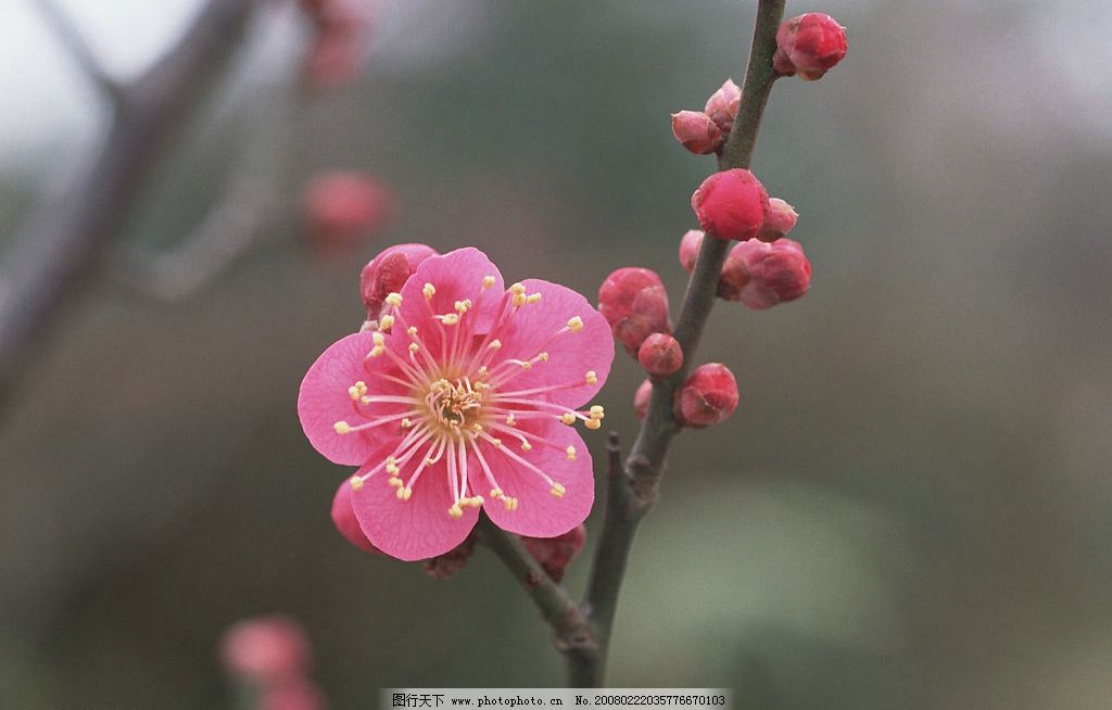 画意天成 (三)[美术资料] ——梅花花朵百态