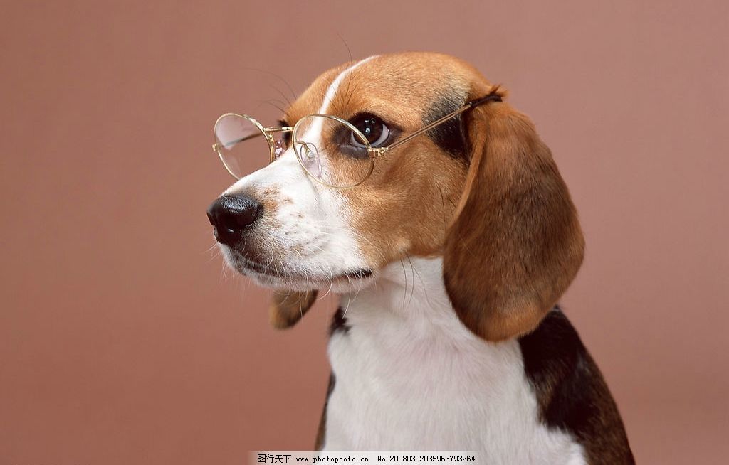 狗狗真能听懂人话吗?科学家:当然是真的!