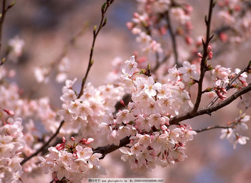 桃花图片,美丽盛开的远近素材桃花 自然景观 自