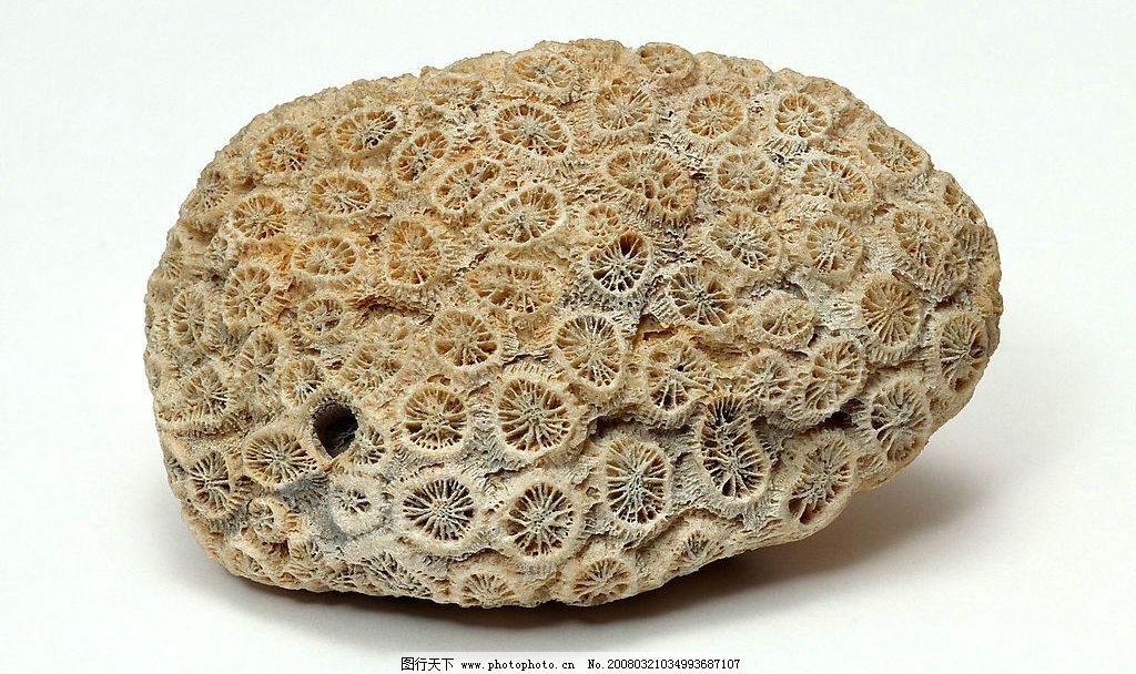 珊瑚化石图片
