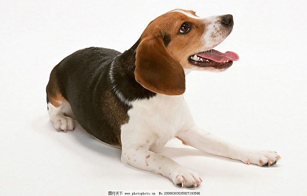 名犬,狗,犬,动物,宠物,可爱,宠物之狗,生物世界,家禽家畜,摄影图库,350,JPG,